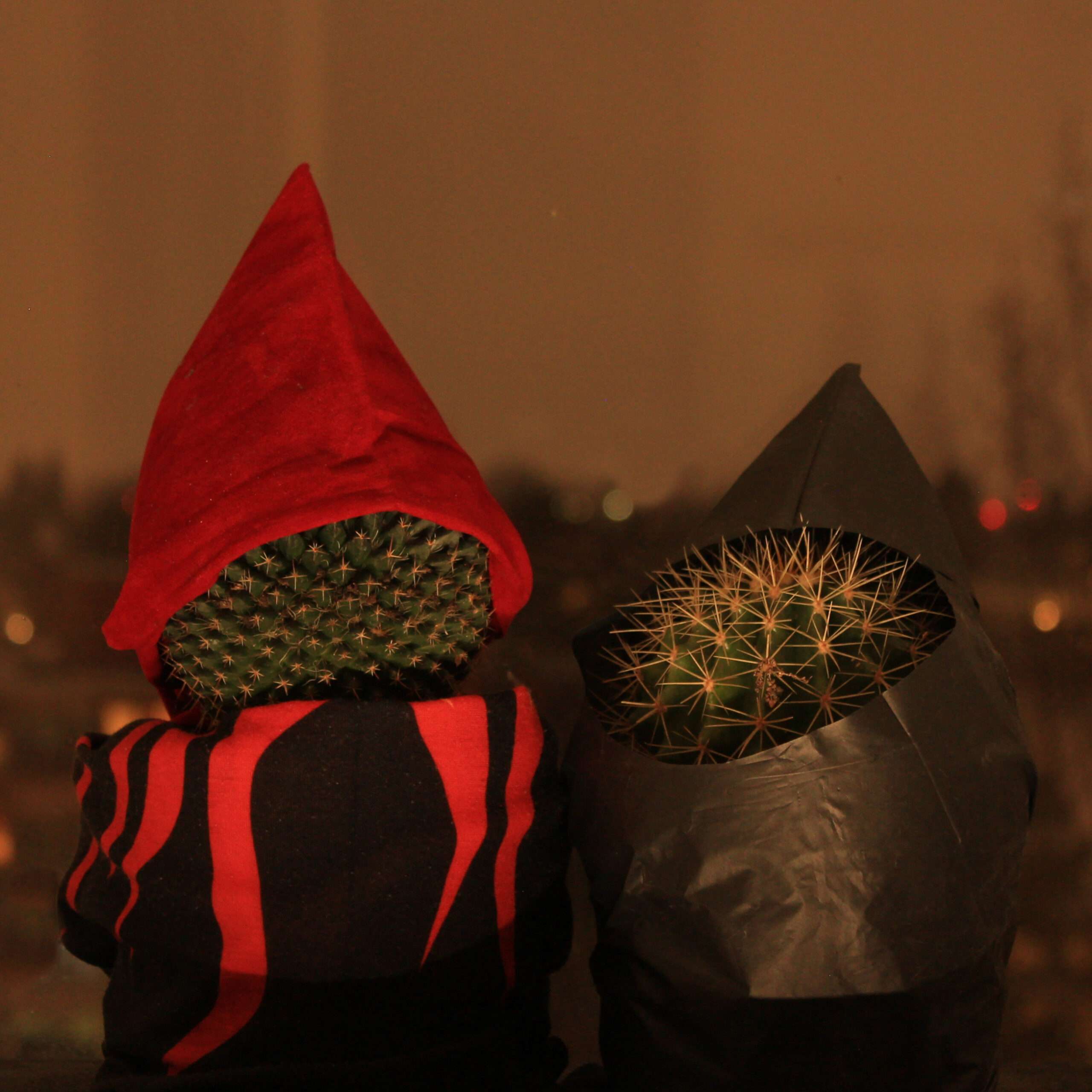 Zwei Kakteen in Gewändern